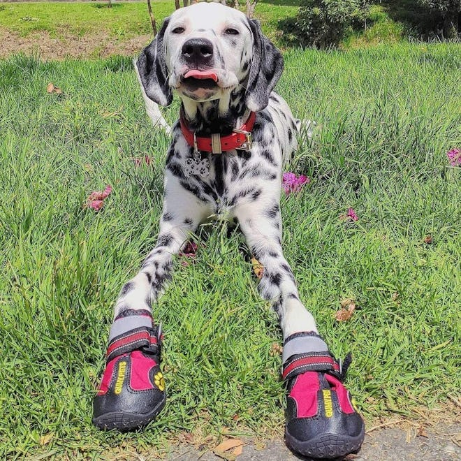 QUMY Waterproof Dog Boots