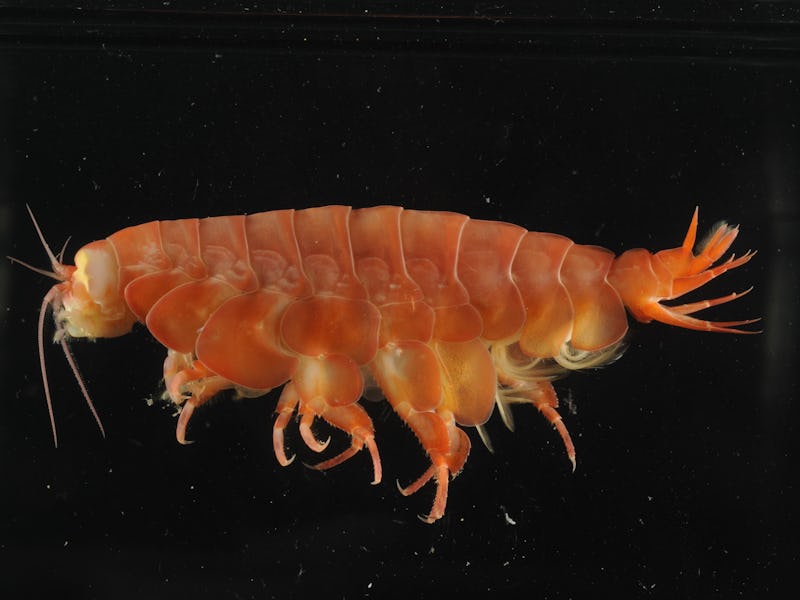 Eurythenes atacamensis, a giant scavenging amphipod from hadal depths of the Peru-Chile Trench.