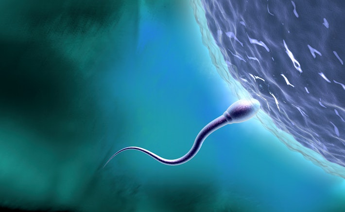Is Bigger Always Better Scientists Explain The Evolution Of Sperm Size