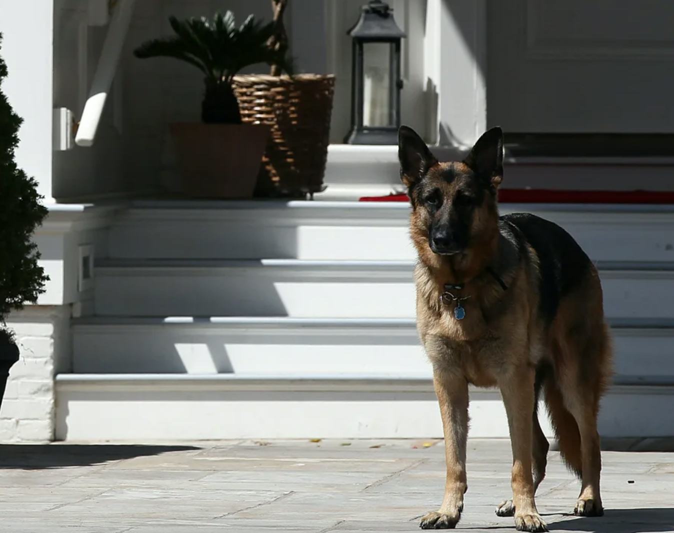 The Bidens' dog Champ