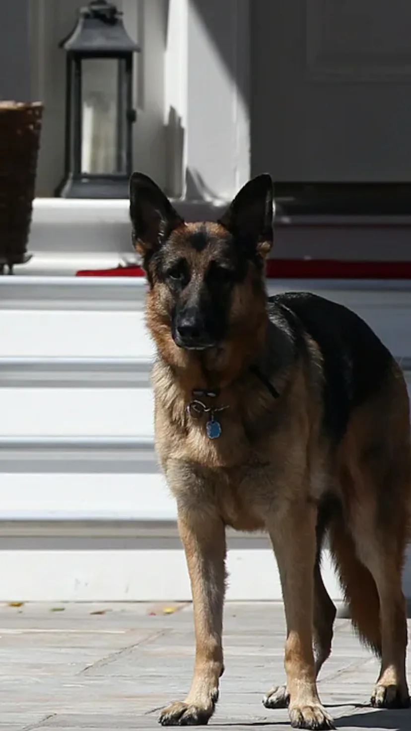 The Bidens' dog Champ