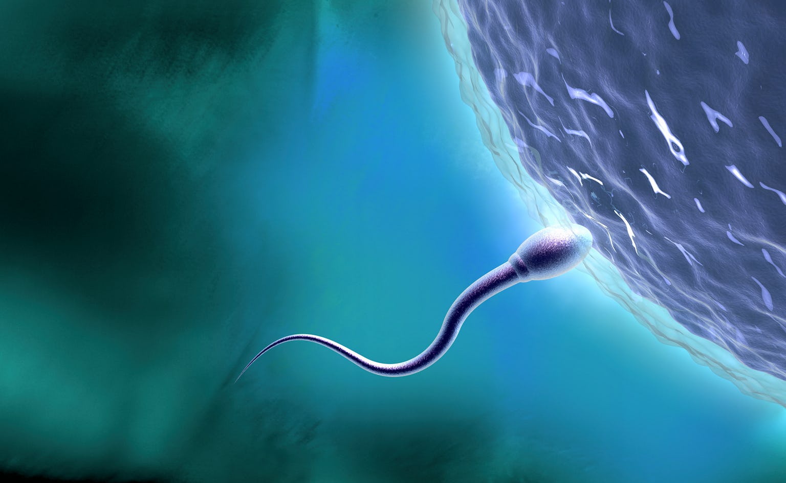 Is bigger always better? Scientists explain the evolution of sperm size