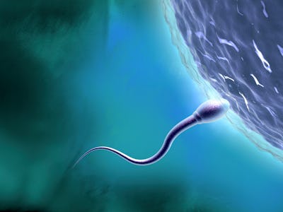 Sperm fertilizing egg