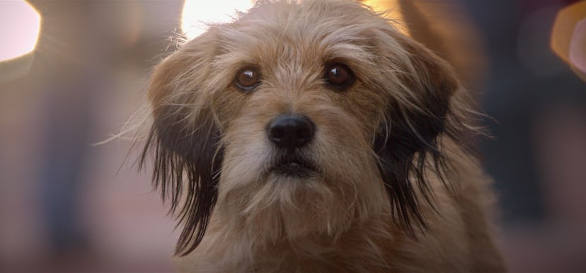 Netflix's 'Benji' is the latest installment in the furry friend's series. Photo via Netflix