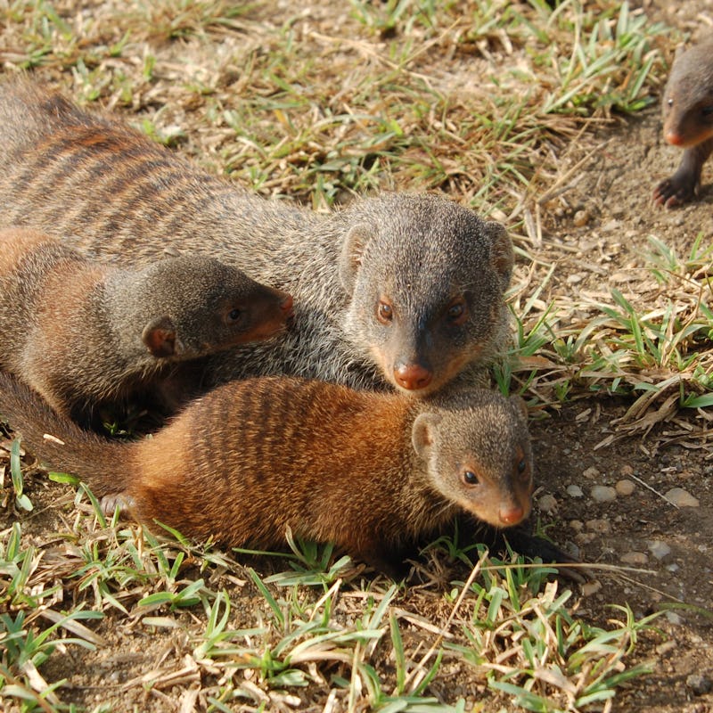 A mother mongoose sits with two babies