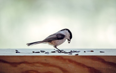 A tit chickadee eating seeds