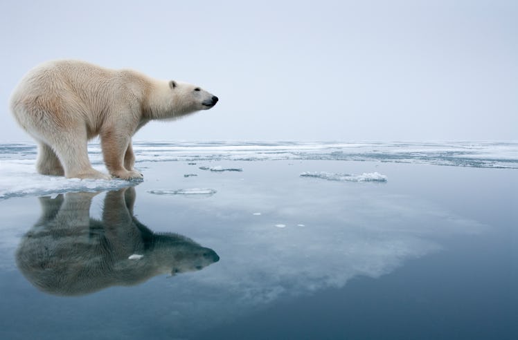 Polar bear on melting ice in Svalbard