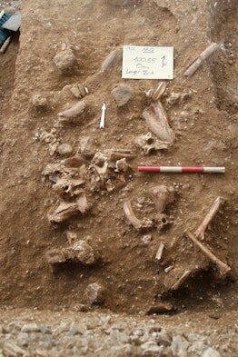 An aerial view of unearthed bones and tools in the ground.