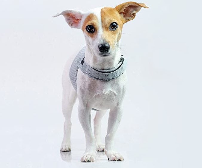 The 4 Best EscapeProof Dog Harnesses