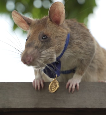 Magawa, a large rat with light brown fur, sits on a fence with a gold medal around his neck.