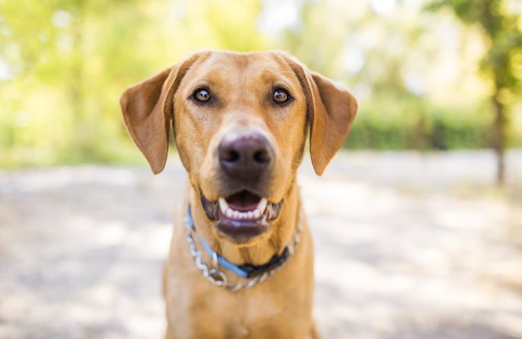 Labrador dog smiling