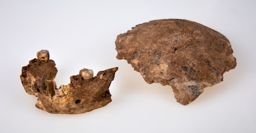 Fossil jaw and skull fragment of Nesher Ramla Homo.