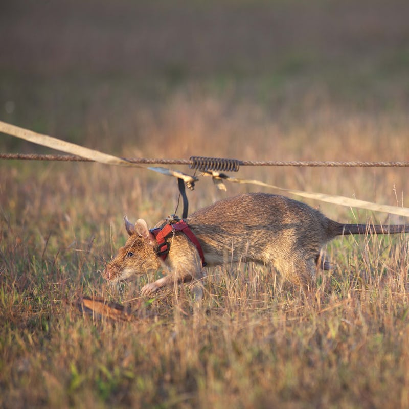 Magawa, a large rat with light brown fur, wears a harness as he sniffs his way through a field of dr...