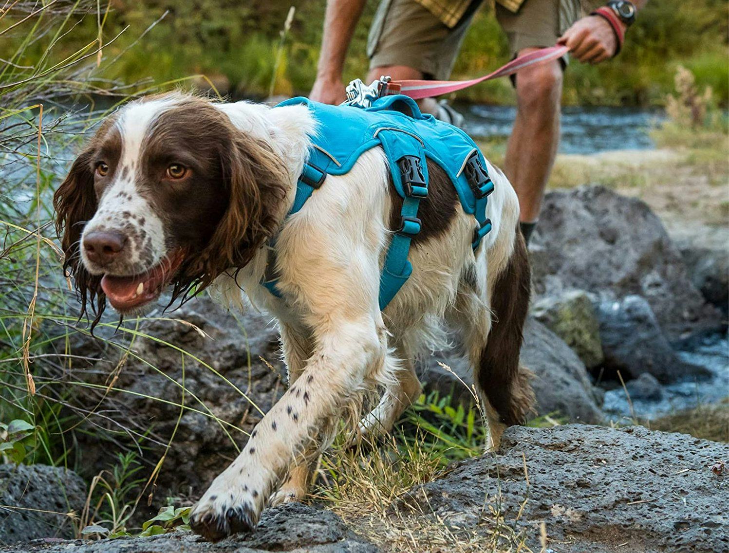 The 4 Best Escape-Proof Dog Harnesses