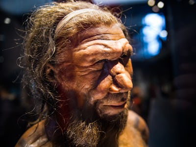 neanderthal reconstruction