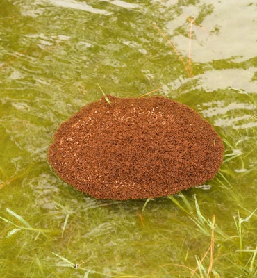 A fire ant raft floating during the Hurricane Harvey floods