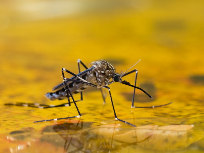 Mosquito on water