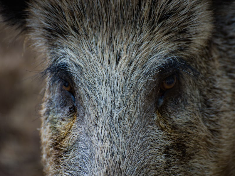 wild boar