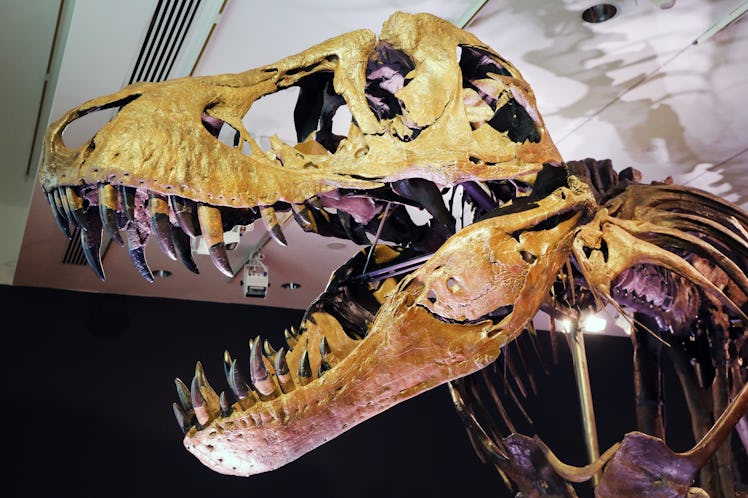 T. rex skeleton