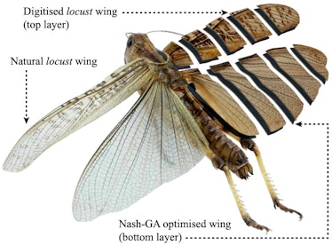 Digitized Locust Wings