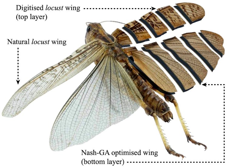 Digitized Locust Wings