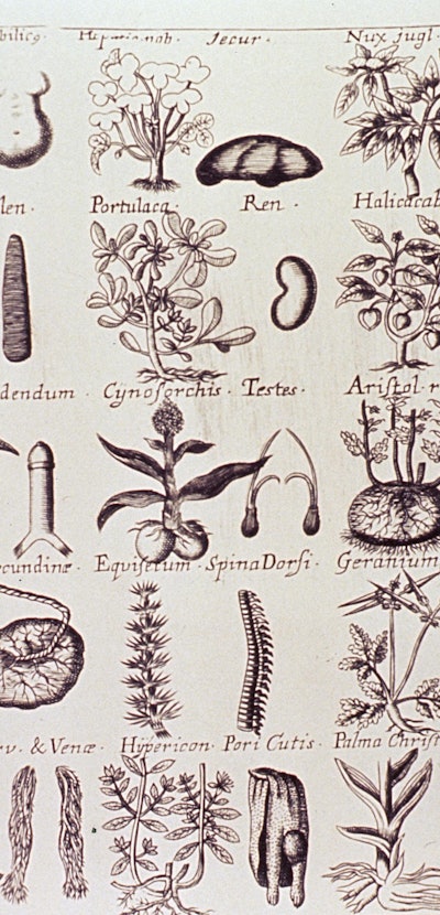 plants botany herbal remedies