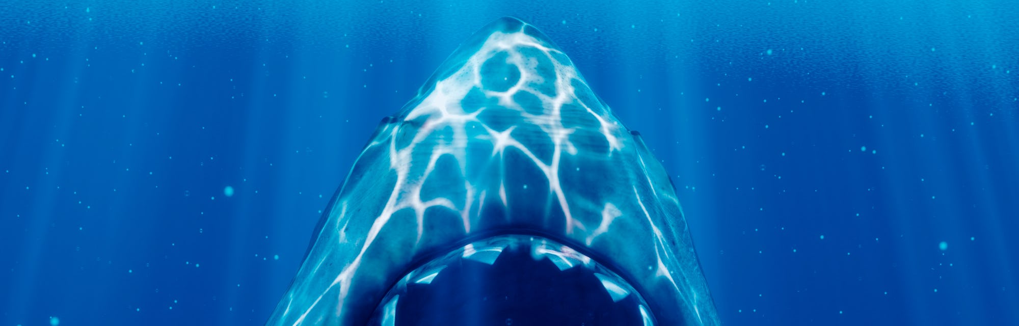 shark
