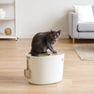 Best Top-Entry Cat Litter Box For Small Spaces
