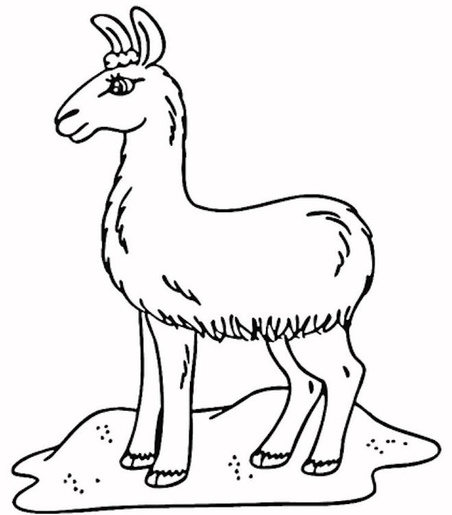 a kids coloring page featuring a cartoon llama with long eyelashes standing in sand