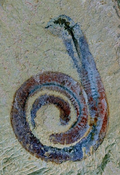 Maotianshania cylindrica, a priapulid worm.