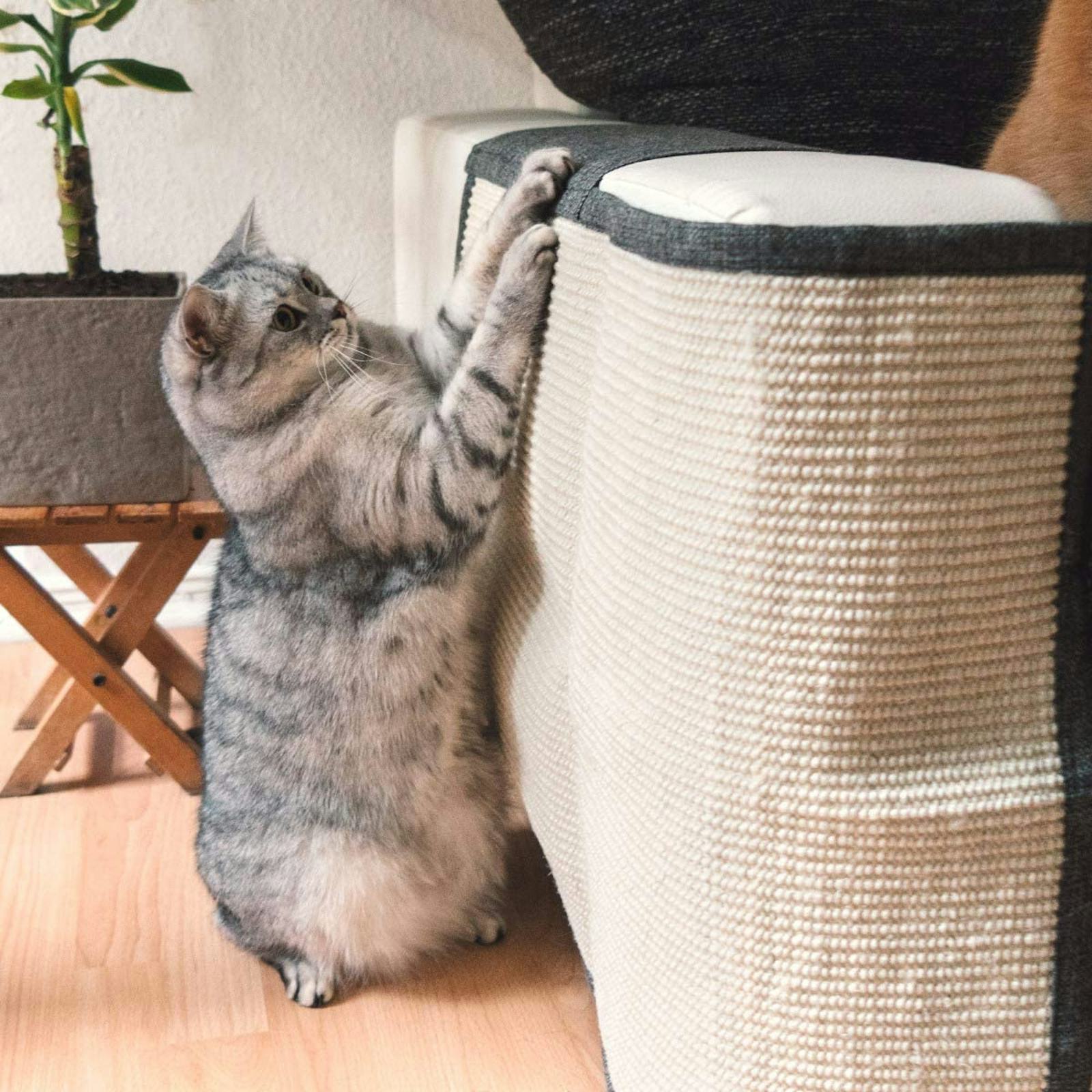 The 5 Best Couch Covers For Cat Scratching In 2022