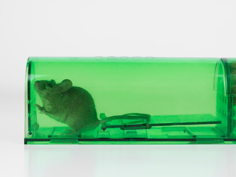trapped mouse, stress