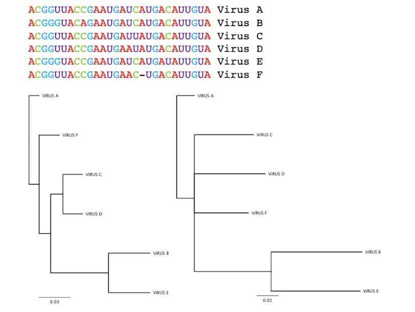 The nucleotide sequences of six fictional viruses are shown on the top. Below are two family trees o...
