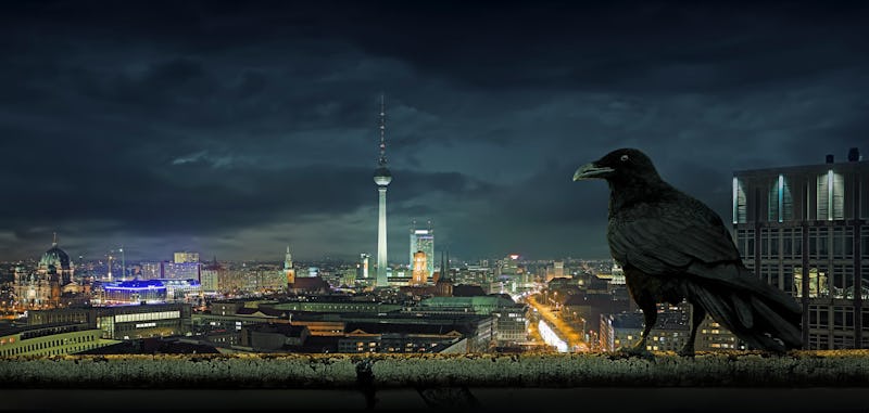 bird, night, Berlin