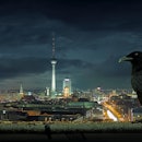 bird, night, Berlin