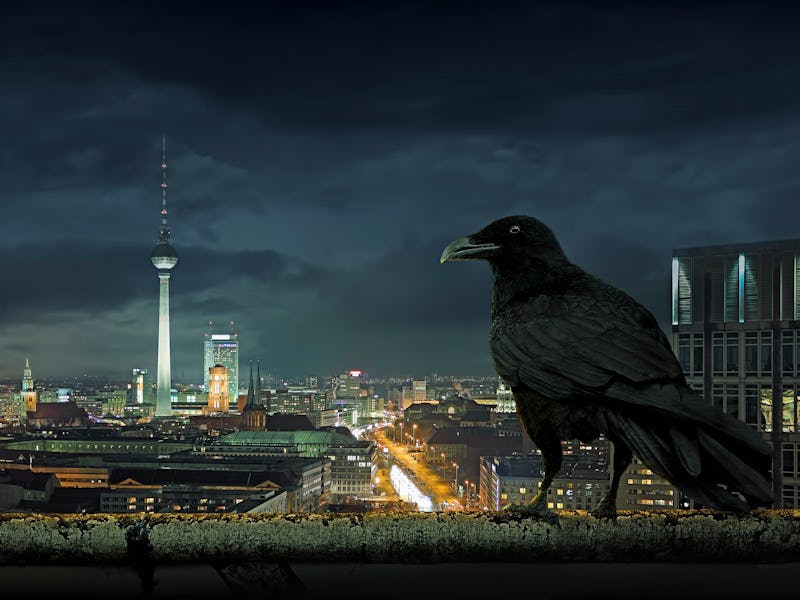 bird, night, Berlin