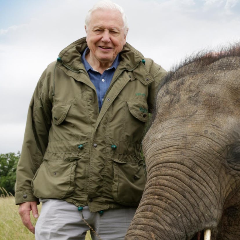 David Attenborough with an elephant