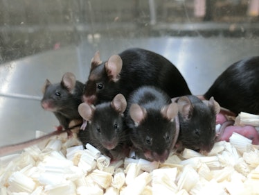 healthy space mice pups