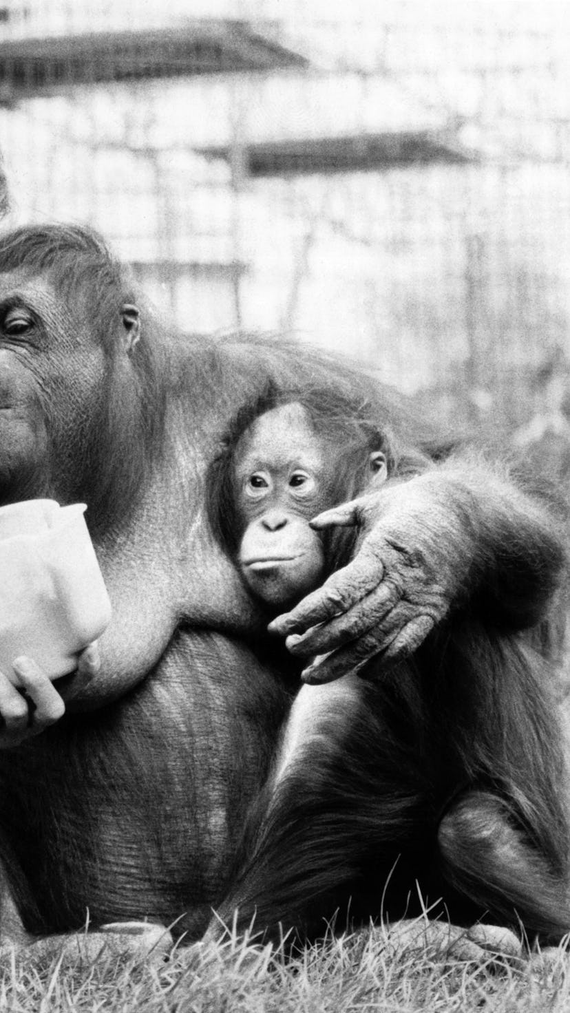 David Attenborough with orang utan and her baby at London Zoo