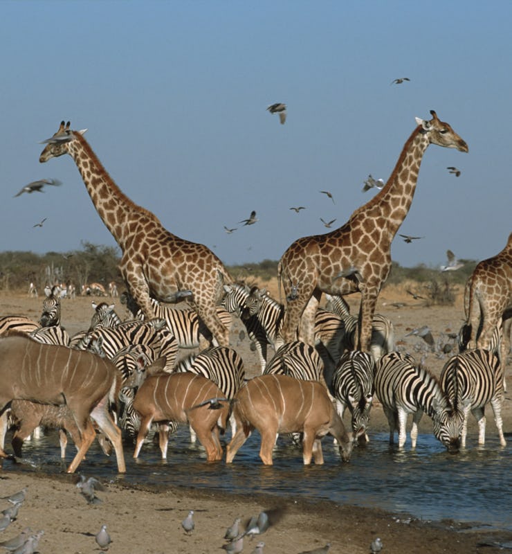 Animals at African watering hole