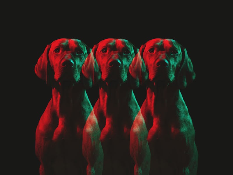 Multiple images of dog with red and green tint