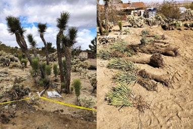 A diptych of Joshua trees in a desert (L) and Joshua trees removed and lying on the ground (R).