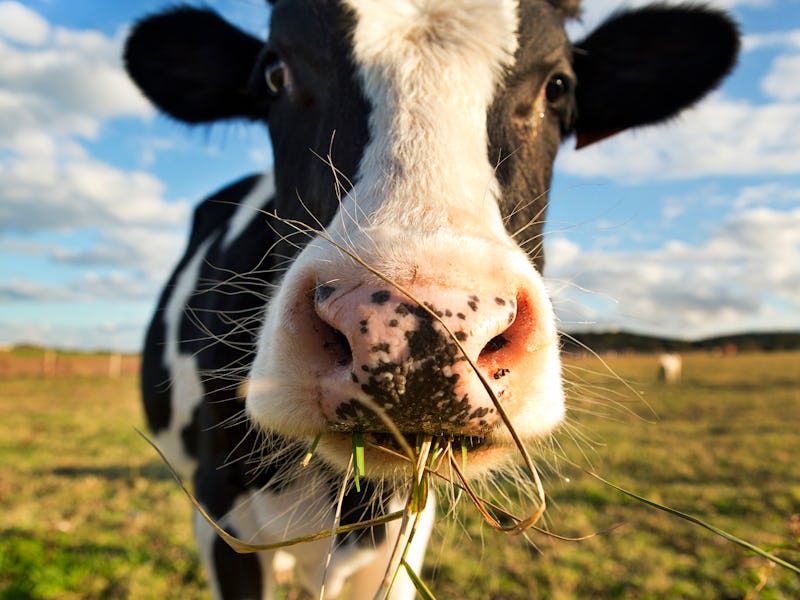 Cow closeup chewing grass and feed