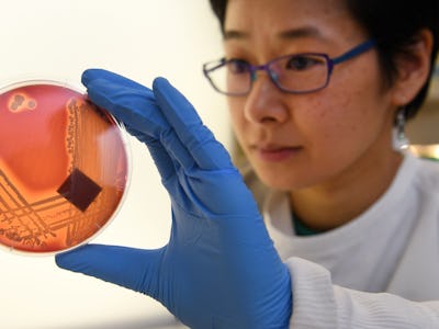 Jean Lee, a PhD student at Melbourne's Doherty Institute, inspects the superbug Staphylcocus epiderm...