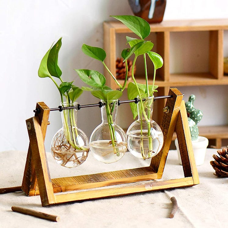 XXXFLOWER Plant Terrarium with Wooden Stand