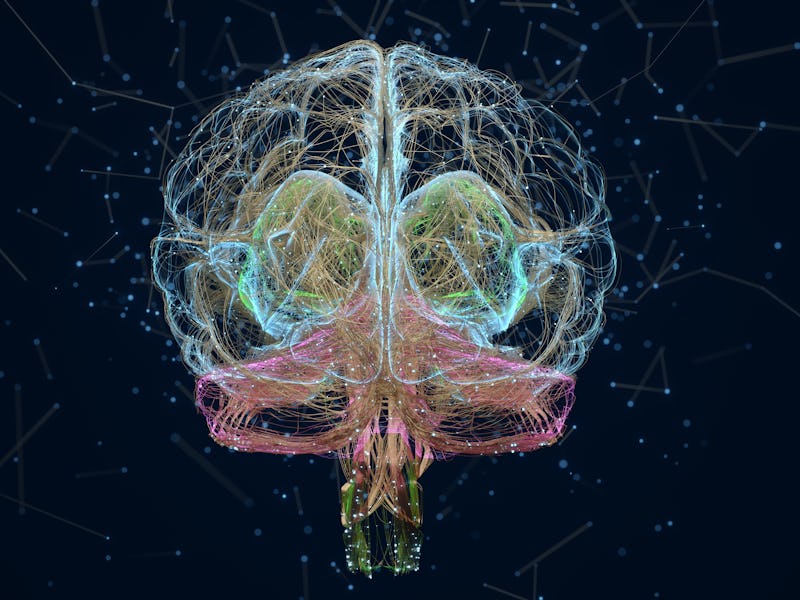brain