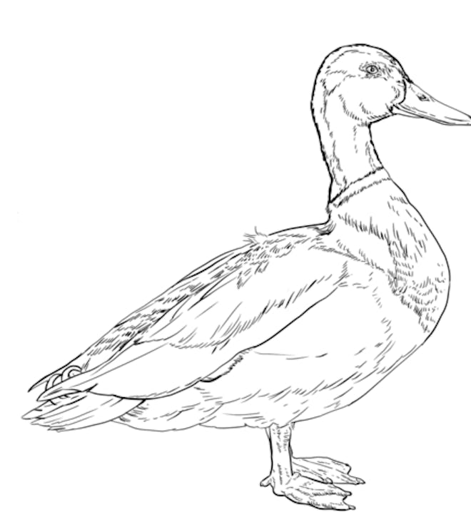 22 Cute Duck Coloring Pages For Toddlers & Kids 22-cute-duck-coloring-pages-for-toddlers-kids