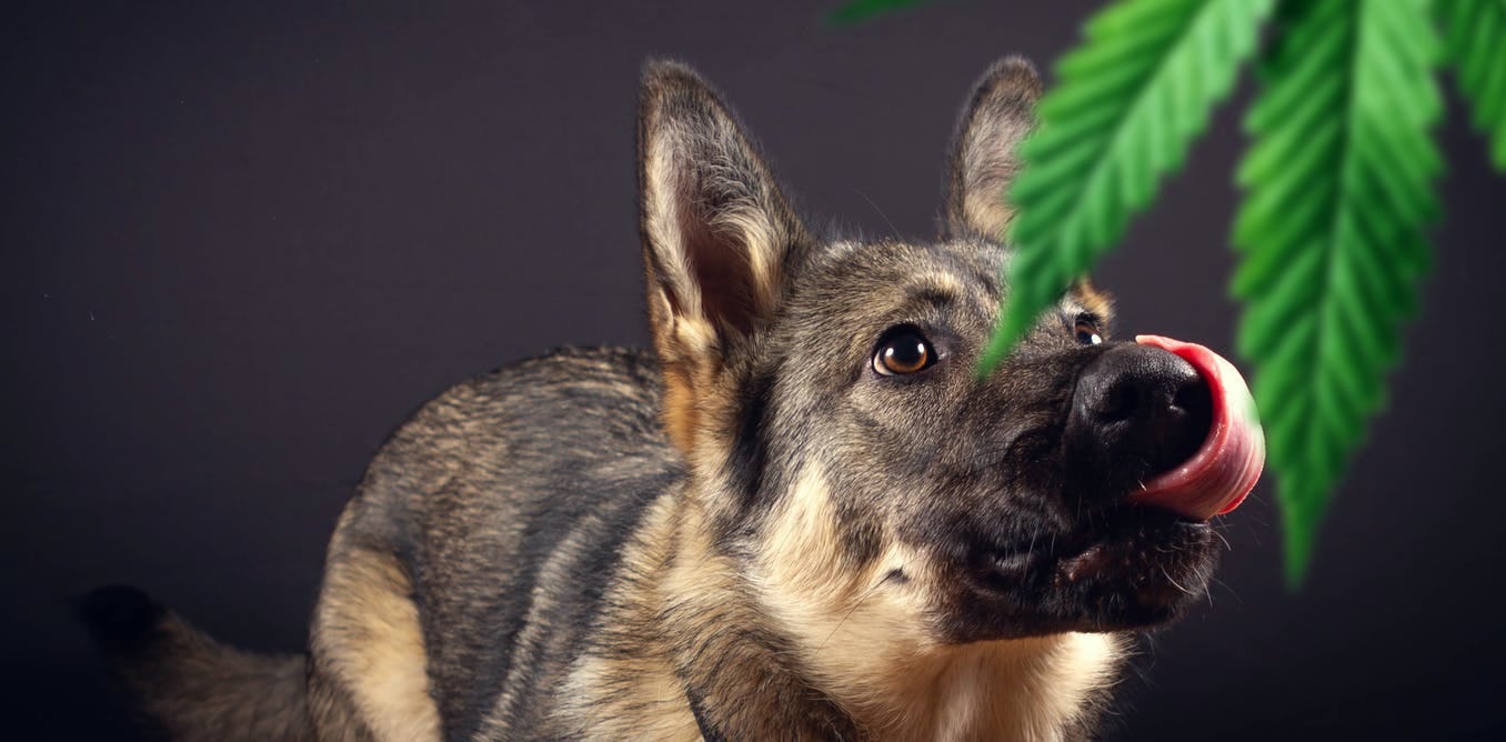 Is Weed Harmful To Dogs How To Prevent Marijuana Poisoning In Pets   6028f408 E5fe 4c23 967e B3cd6822daa0 File 20210706 13 1gr37sz 