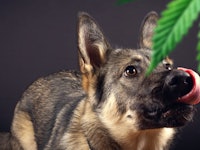 As recreational cannabis use increases, so has the number of calls regarding dogs who have accidenta...