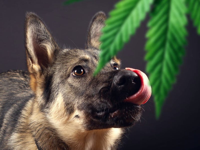 As recreational cannabis use increases, so has the number of calls regarding dogs who have accidenta...